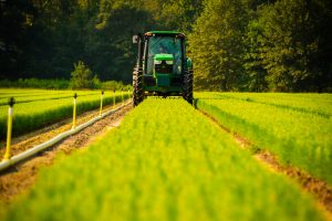 Weyerhaeuser tree nursery in the US South