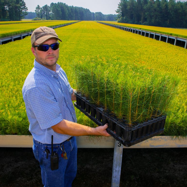 Tree nursery in Mississippi