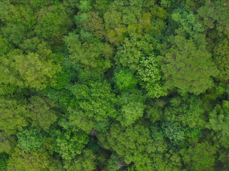 Working forests in the US South