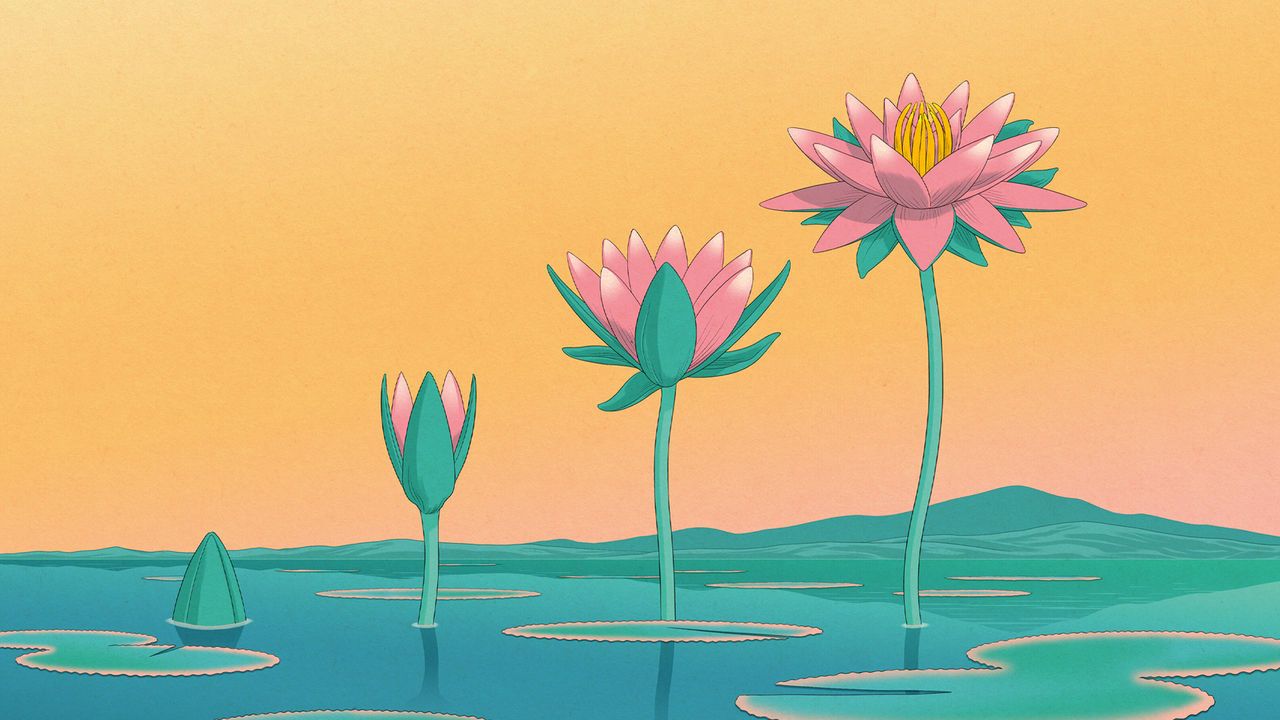 A lotus flower gorwing taller out of water