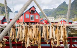 Drying stockfish cod in traditional fishing village with red rorbu houses in summer in Norwegian fjord