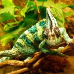 cultural chameleon blends in