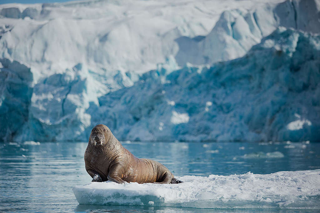 Walrus near Sjettebreen Glacier in Svalbard.