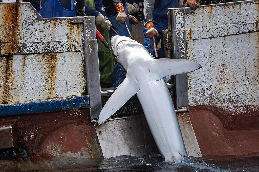 A shark hauled by fishers onboard the Taiwanese flagged longliner Chuan Shenq No. 226 in the North Pacific Ocean. © Ulet  Ifansasti / Greenpeace © Ulet Ifansasti / Greenpeace