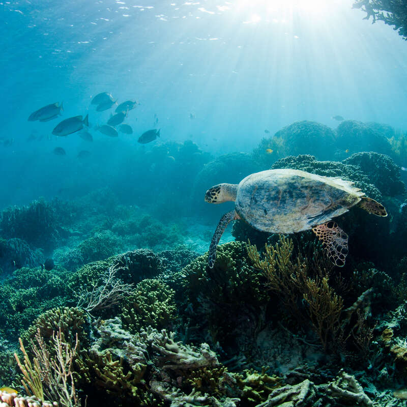 Hawksbill Turtle in Komodo National Park. © Paul Hilton / Greenpeace