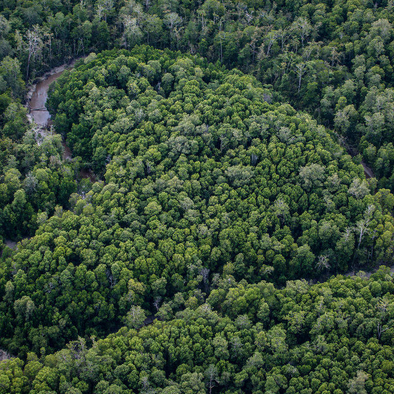 Primary Forest in Papua. © Ulet  Ifansasti / Greenpeace