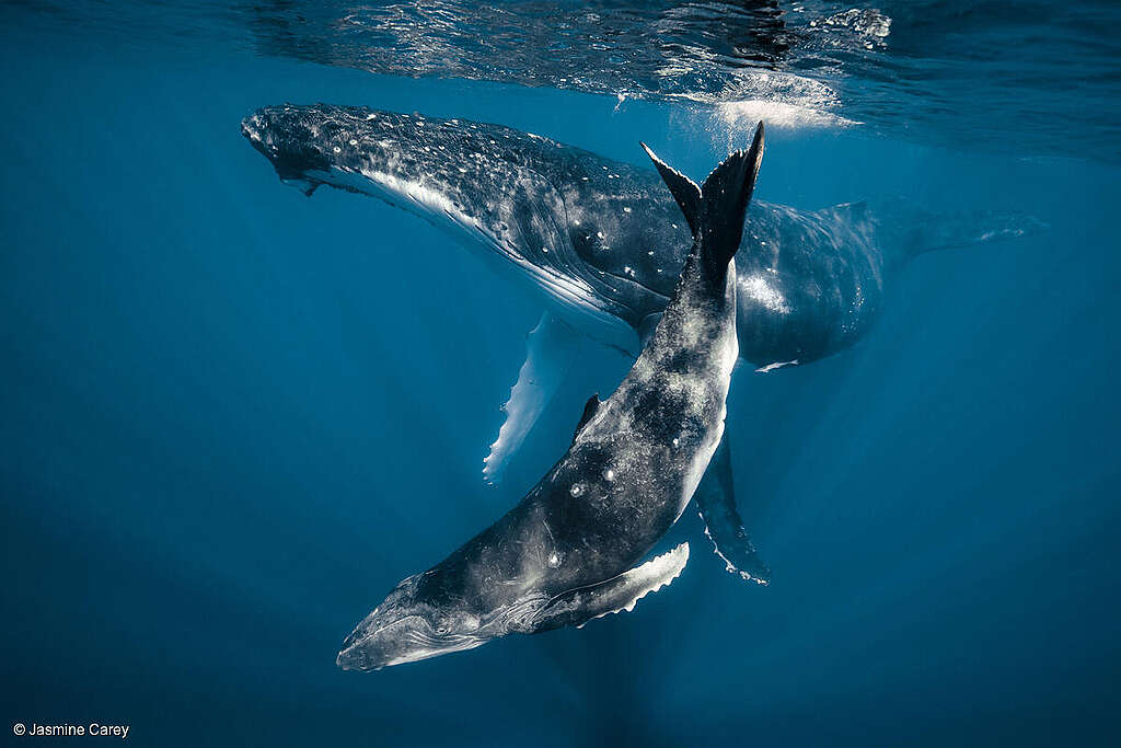 Humpback mother and her calf, approximately 6 weeks old