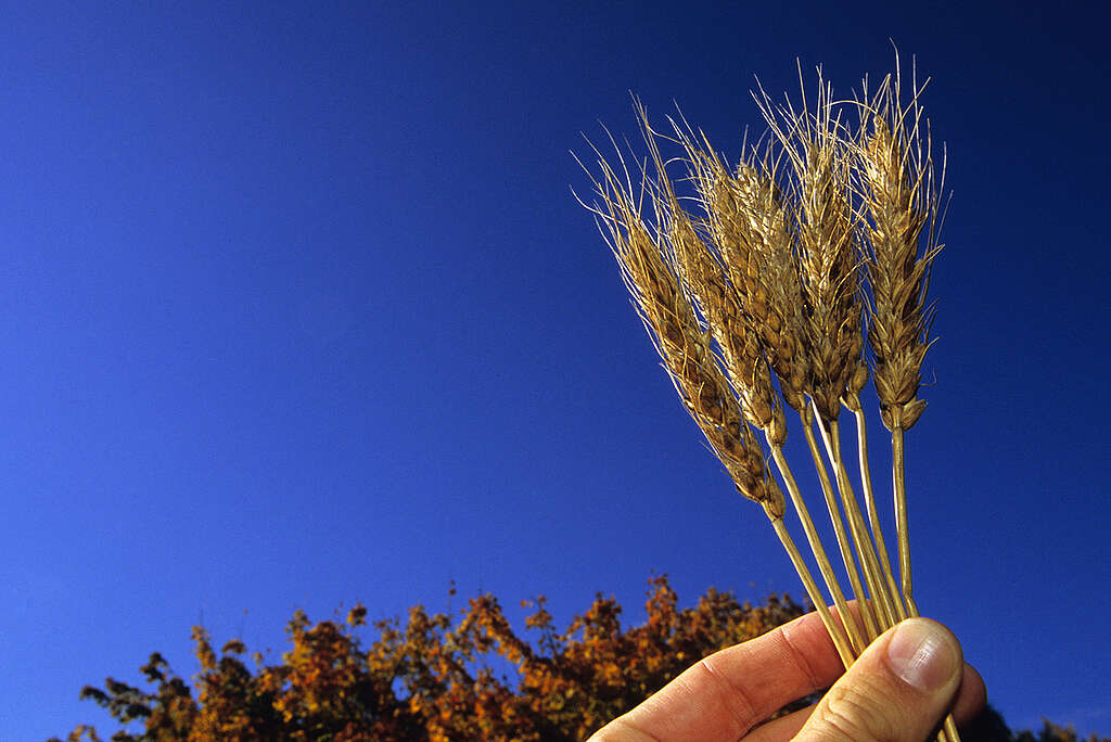 Monsanto Nap Hal Wheat in Germany. © Heiko Meyer / Greenpeace