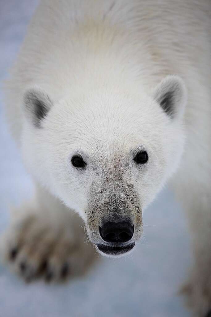 Polar Bear on Labrador Sea Ice. © Jiri Rezac / Greenpeace