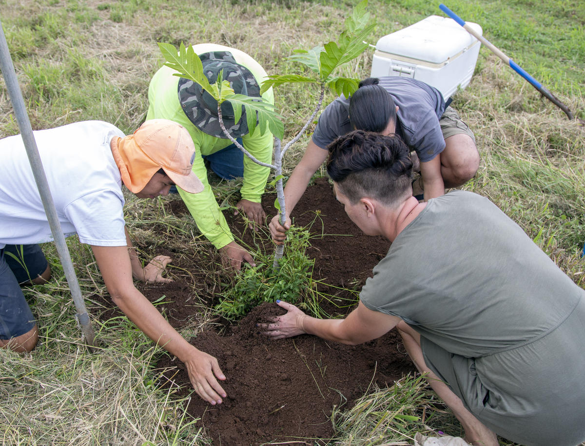 Food for Life Farm Visit & Breadfruit Tree Planting in Hawaii. © Tim Aubry / Greenpeace