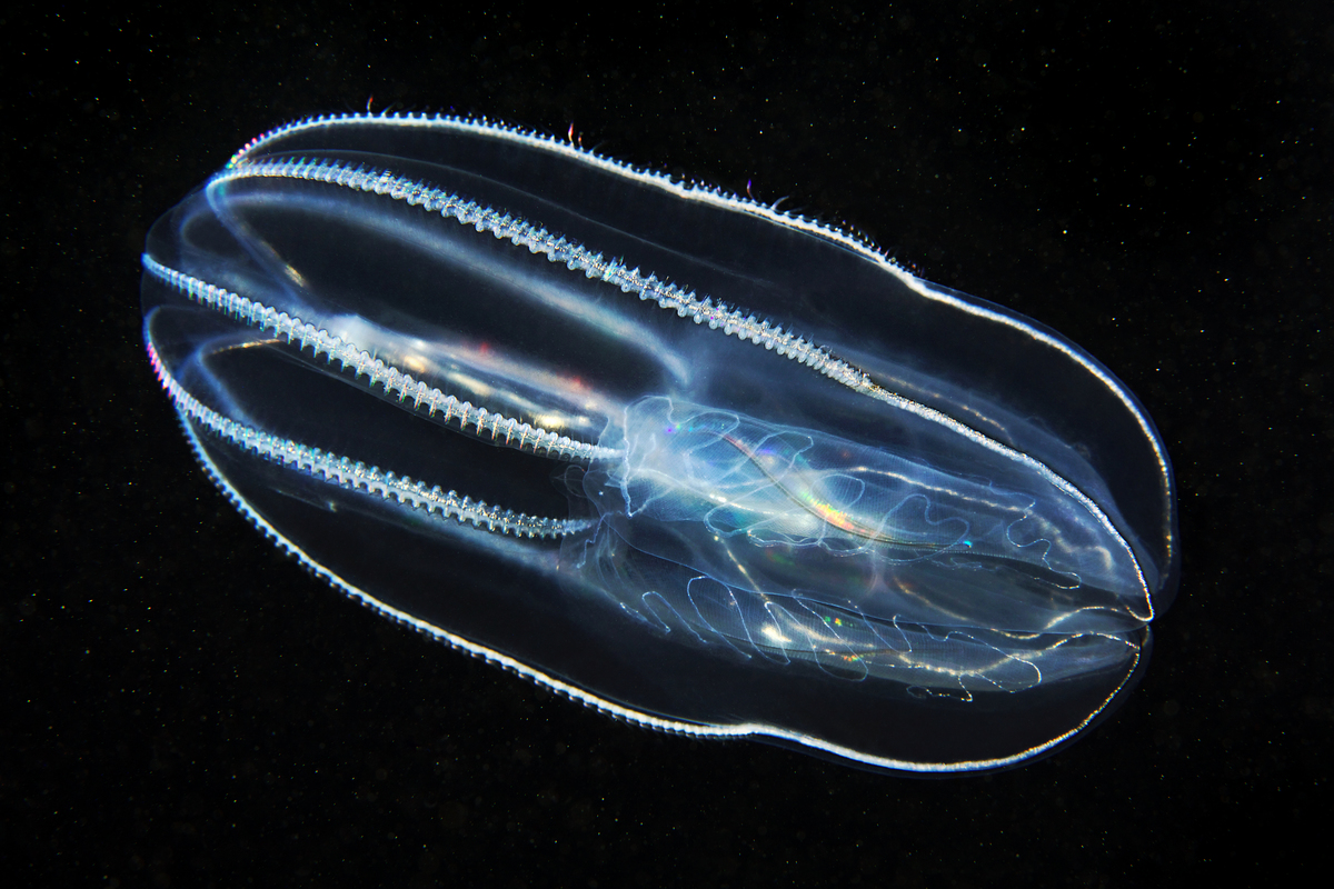 Comb Jellyfish. © Greenpeace