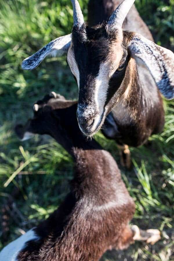 Everyone...It's Time to Meet the Goats (PHOTOS!)! | halfbakedharvest.com @hbharvest