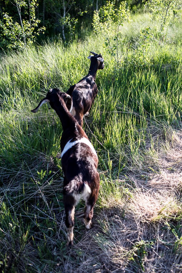 Everyone...It's Time to Meet the Goats (PHOTOS!)! | halfbakedharvest.com @hbharvest