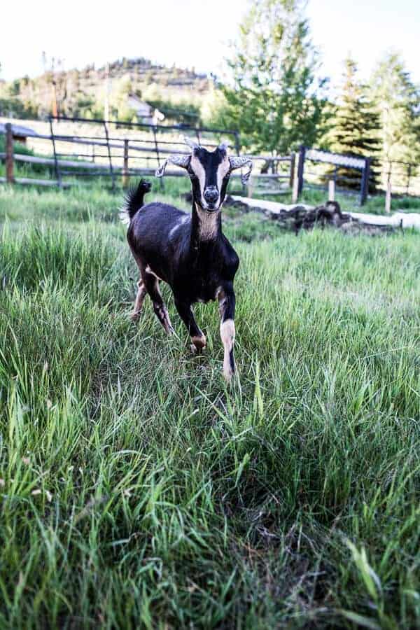 Everyone...It's Time to Meet the Goats (PHOTOS!)! | halfbakedharvest.com @hbharvest