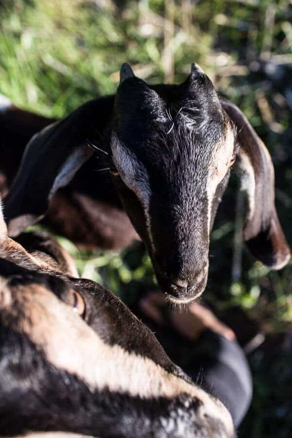 Everyone...It's Time to Meet the Goats (PHOTOS!)! | halfbakedharvest.com @hbharvest