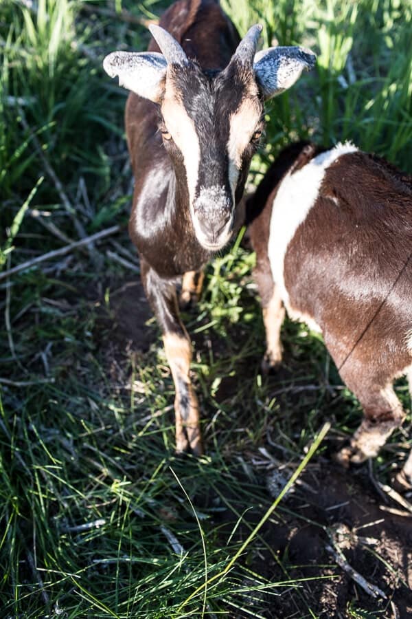 Everyone...It's Time to Meet the Goats (PHOTOS!)! | halfbakedharvest.com @hbharvest