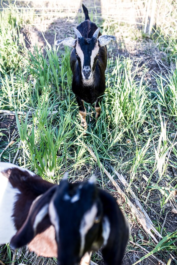 Everyone...It's Time to Meet the Goats (PHOTOS!)! | halfbakedharvest.com @hbharvest