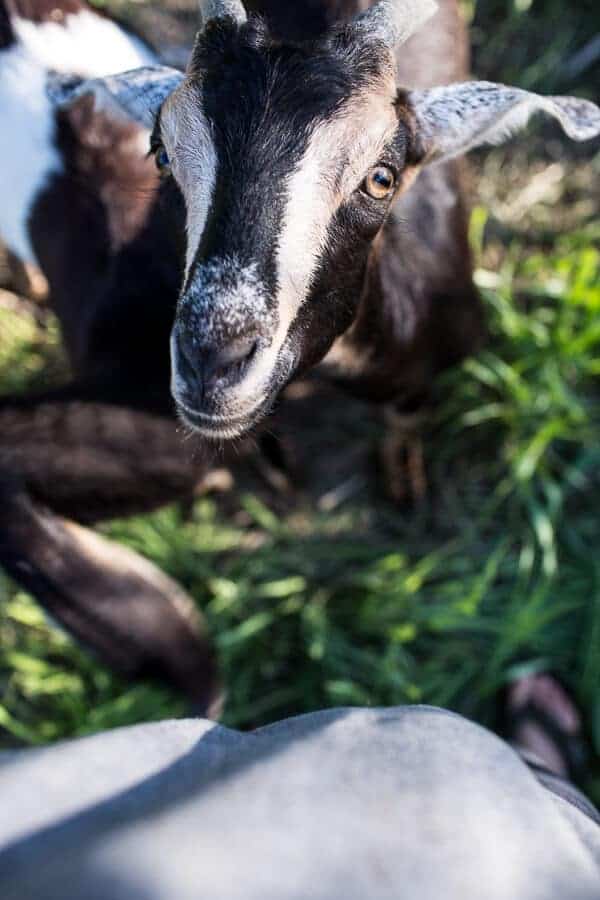 Everyone...It's Time to Meet the Goats (PHOTOS!)! | halfbakedharvest.com @hbharvest