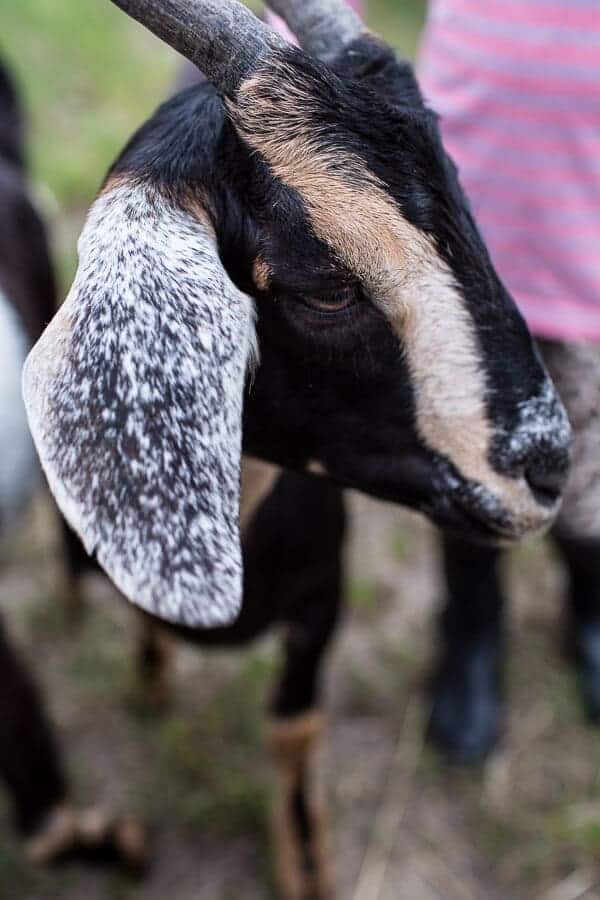 Everyone...It's Time to Meet the Goats (PHOTOS!)! | halfbakedharvest.com @hbharvest