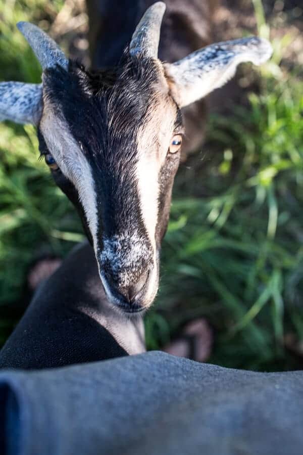 Everyone...It's Time to Meet the Goats (PHOTOS!)! | halfbakedharvest.com @hbharvest