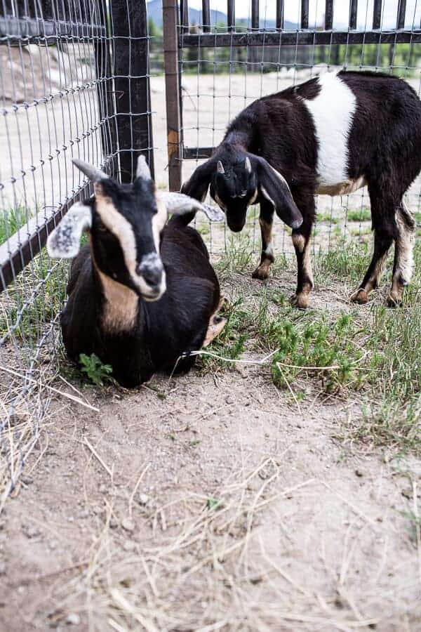 Everyone...It's Time to Meet the Goats (PHOTOS!)! | halfbakedharvest.com @hbharvest