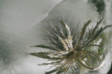 A vibrant green plant growing in a block of ice, alluding to the invasive nature of the stress hormone cortisol