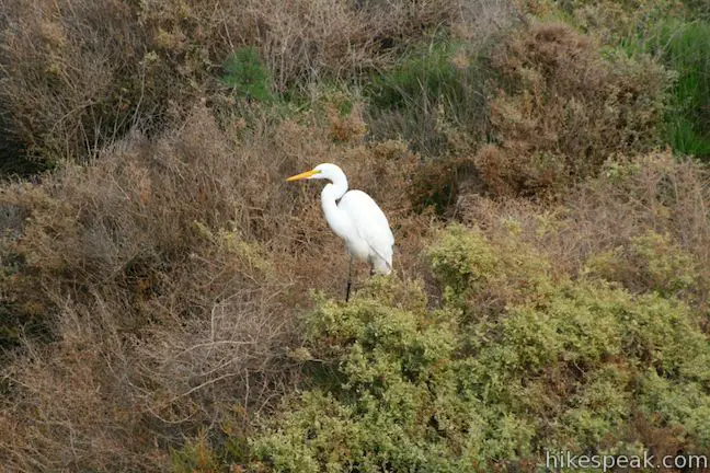 Great Egret Carpinteria