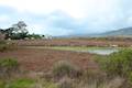 Carpinteria Salt Marsh