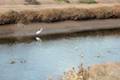 Carpinteria Salt Marsh