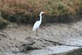 Carpinteria Salt Marsh