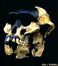 Australopithecus anamensis