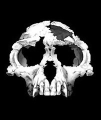 Ardipithecus skull