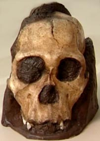 Australopithecus sediba