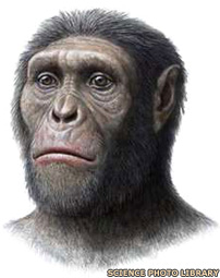 Australopithecus sediba