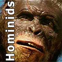 Hominids