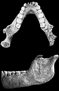 Homo floresiensis