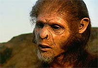 Homo habilis