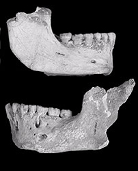 Neanderthal skull fragments