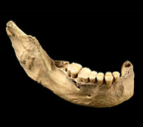 Homo sapiens jaw