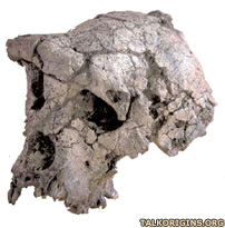 Sahelanthropus tchadensis