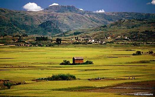 Madagascan plains