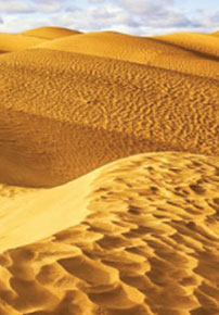 Prehistoric Sahara was covered in grass