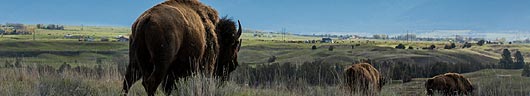 Buffalo on the North American plains, by Dave Fitzpatrick