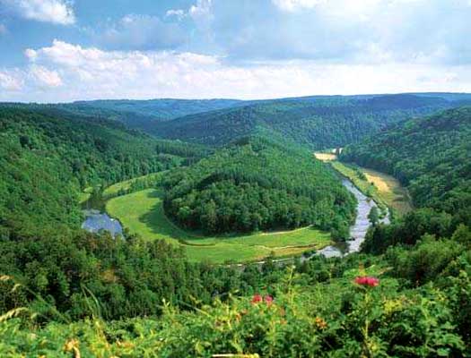 Ardennes Forest