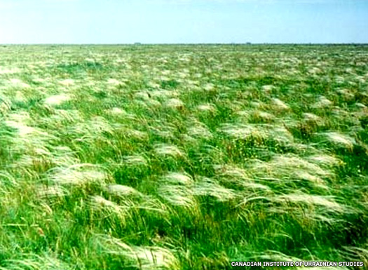 Ukrainian steppe