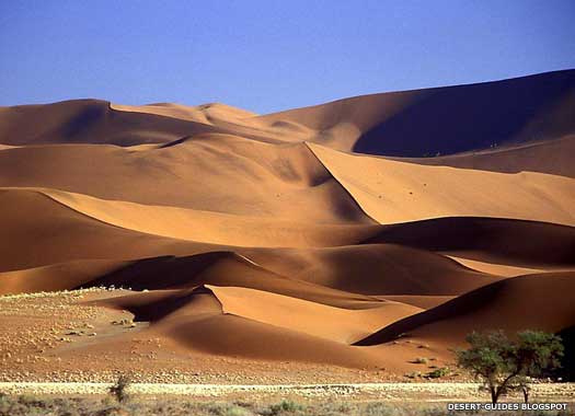 Thar Desert