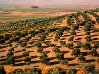 Syria's Orontes Valley