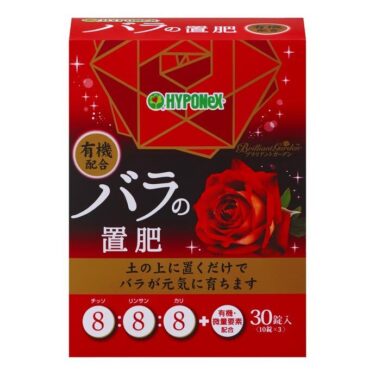 【バラ栽培】モッコウバラは初心者にもおすすめ！ 自宅で豪華な花の姿を堪能しよう