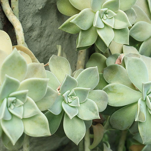 観葉植物・インテリアグリーン