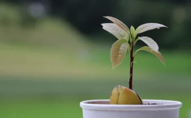 【果樹栽培】【アボカドの育て方】|種から発芽させてアボカドを栽培しよう！